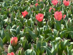 -玄武湖景区-情侣园游乐场