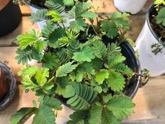 -双季花艺园艺市场(浦东店)