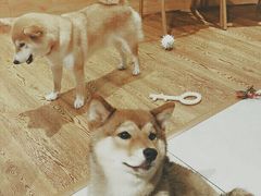 -柴务处·柴犬主题狗咖