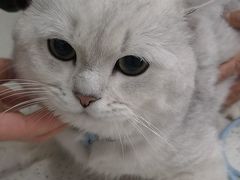 -心仪动物医院·牙专科·肿瘤·心脏科(西客站院)