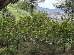 -青芝山风景名胜区