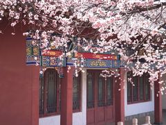 -桃花堤公园