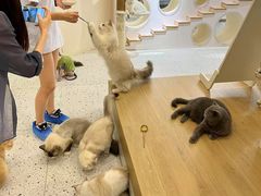 -猫域·湾主题猫咖·宠物吧(南坪城市广场店)