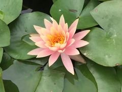 -秀丽东方