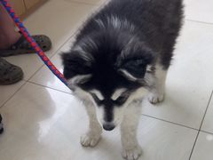 -美联众合动物医院·24h京西诊疗中心