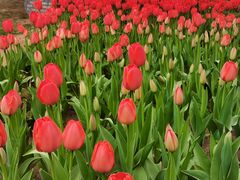 -石家庄市植物园