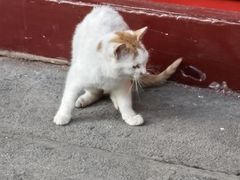 -鸡鸣赐茶(鸡鸣寺路店)