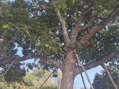 -福建鲤鱼洲酒店