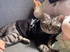 -喵zoo家庭繁育猫舍(尖东智能花园店)