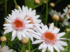 -上海鲜花港
