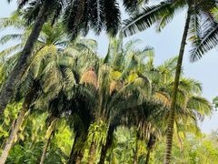 -中国科学院西双版纳热带植物园