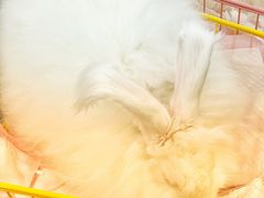 -极木²邸 人与宠物·互动社区