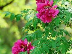 -北京西山国家森林公园