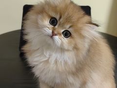 -欣宠猫屋·矮脚拿破仑·蓝金金渐层