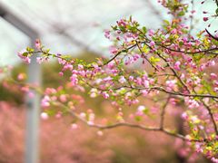 -闵行体育公园(七宝镇)