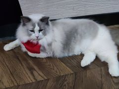 -蓝鲸·缅因猫舍