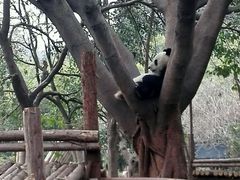 -成都大熊猫繁育研究基地