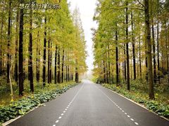 -东平国家森林公园