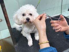 -瑞派动物医院·绝育·犬猫全科·预防医学(光景江南中店)