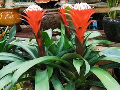 -双季花艺园艺市场(浦东店)