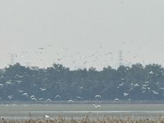 -大湾区中央湿地公园