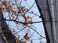 -姥家大锅台(魏各庄路店)
