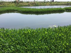 -鄱阳湖国家湿地公园