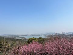 -香雪海