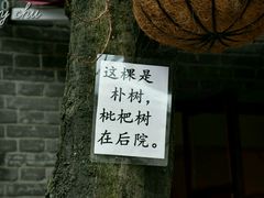 -两棵枇杷树