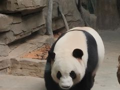 -灵玲国际马戏城