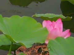 -天津东丽湖风景区