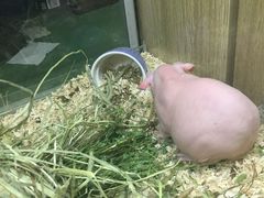 -藦茜花园宠物主题亲子互动体验馆(国顺东路店)