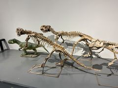 -大连自然博物馆