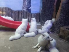 -芜湖新华联大白鲸海洋公园