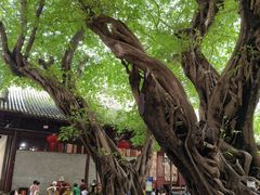 -大佛寺高级素食自助餐厅