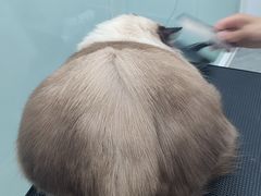 -爱洗澡的猫(望京店)