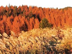 -山王坪喀斯特国家生态公园