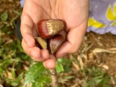 -上海佘山国家森林公园天马山园