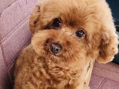 -乐琪宠物(青塔西路店)