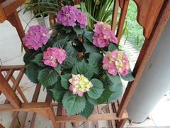 -松山湖梦幻百花洲