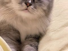 -瑞鹏宠物医院·骨科·猫科·内科(第一中心)