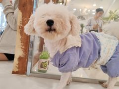 -共舞时光猫咖·狗咖(新街口店)
