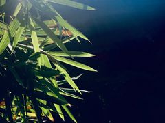 -白鹭原茶艺馆