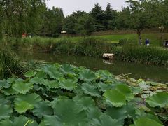 -丁家河公园
