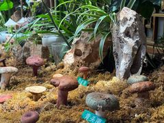 -蔼若春.传承三十年云南菜(金碧公园店)