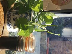 -随柳居·苏式小吃(建新巷店)