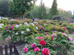 -莲花池公园