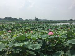 -白洋淀景区