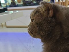 -喵园·猫主题咖啡厅·撸猫·猫咖(国贸店)