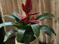 -大可堂普洱茶馆(襄阳南路馆)